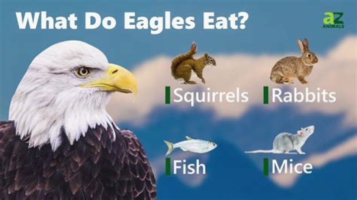 Does anything eat eagles?