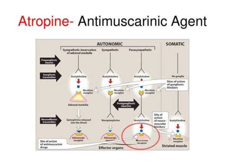 Does atropine block muscarinic receptors?