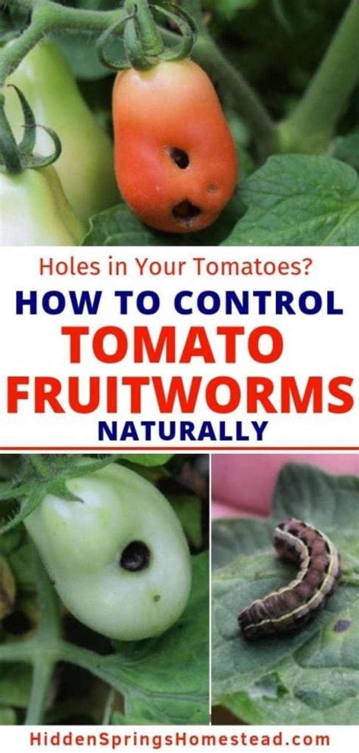 Does bt kill tomato fruitworm?