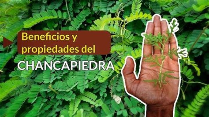 Does chanca piedra dissolve calcium deposits?