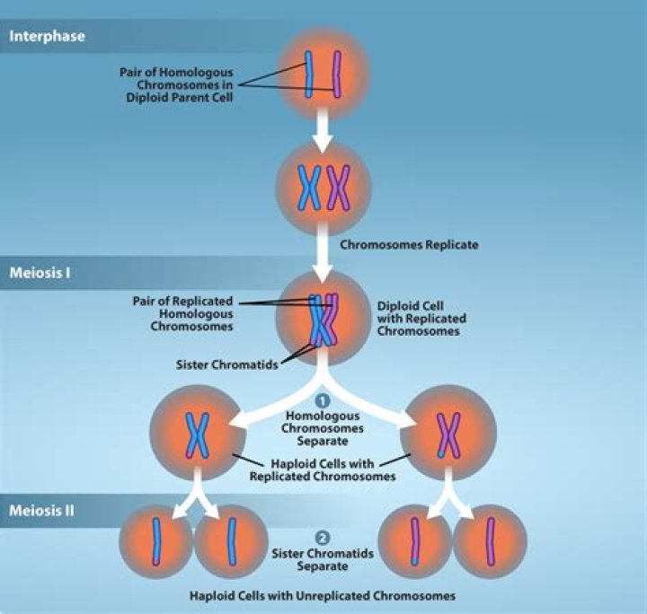 Does chromosome replication occur in meiosis?