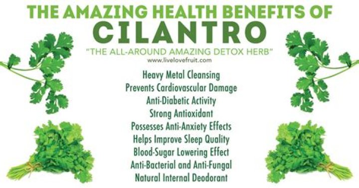 Does cilantro have any health benefits?