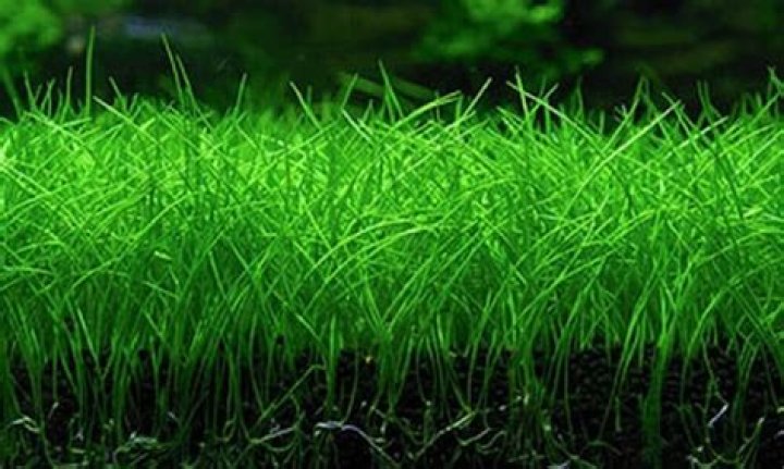 Does eleocharis parvula need co2?
