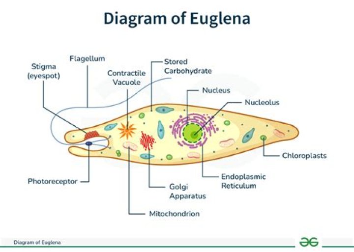 Does euglena have eyespots?