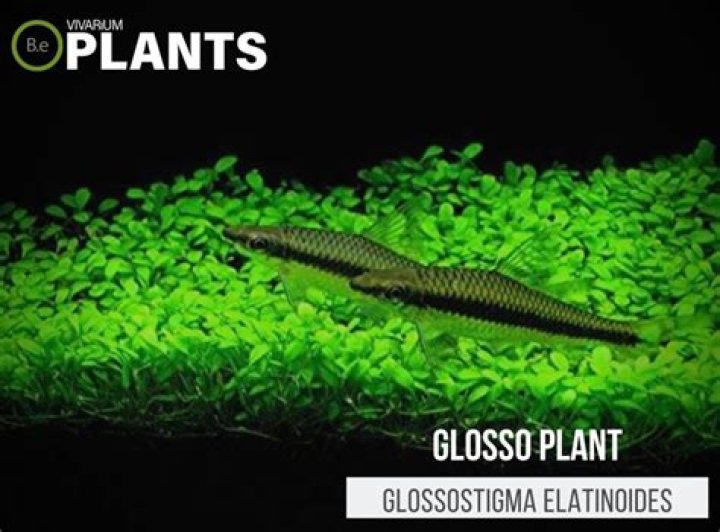 Does glossostigma elatinoides need co2?
