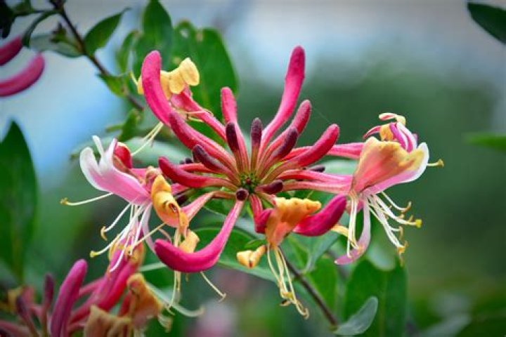 Does honeysuckle have tendrils?