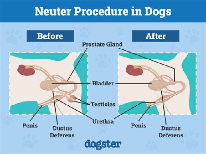 Does neutering a dog help with housebreaking?