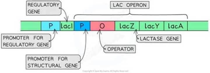 Does operon have promoters?