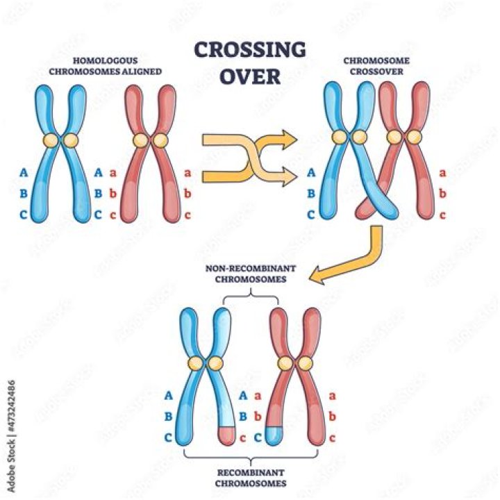 Does pairing of homologs occur in mitosis?