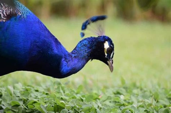 Does peafowl kill snakes?