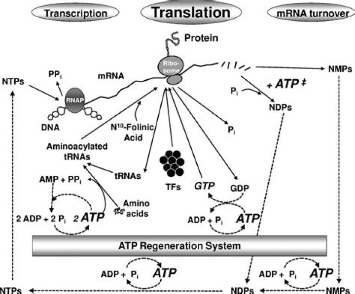 Does protein synthesis require atp?