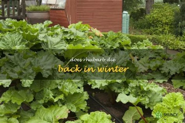 Does rhubarb die back in winter?