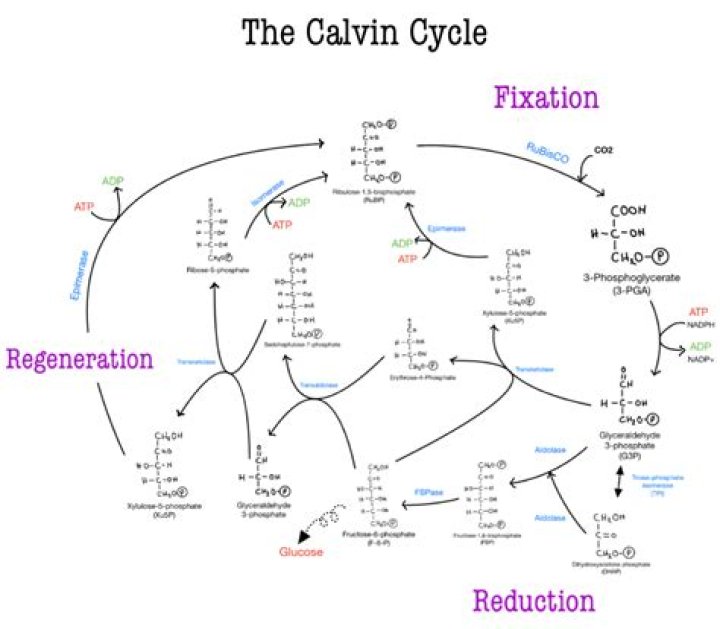 Does the calvin cycle require oxygen?