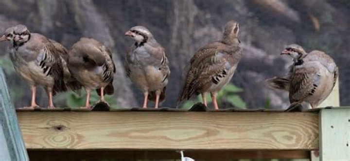 Does the chukar fly?