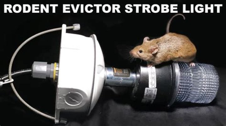 Does the evictor strobe light work?