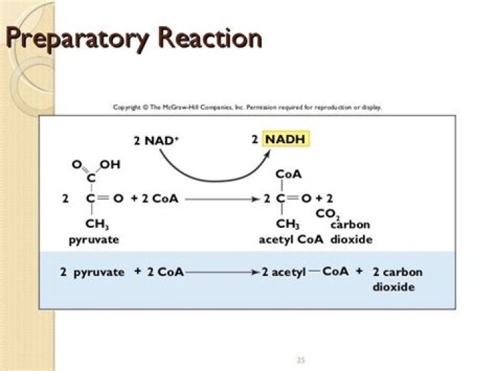 Does the preparatory reaction produce atp?
