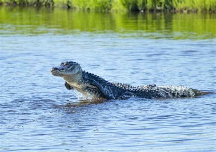 Does the saluda river have alligators?