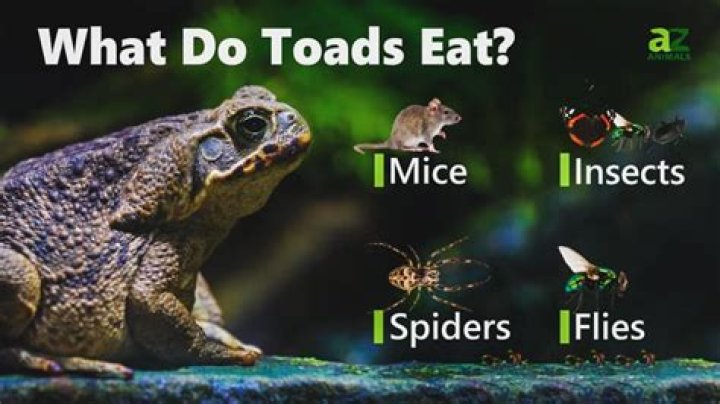 Does toad eat insects?