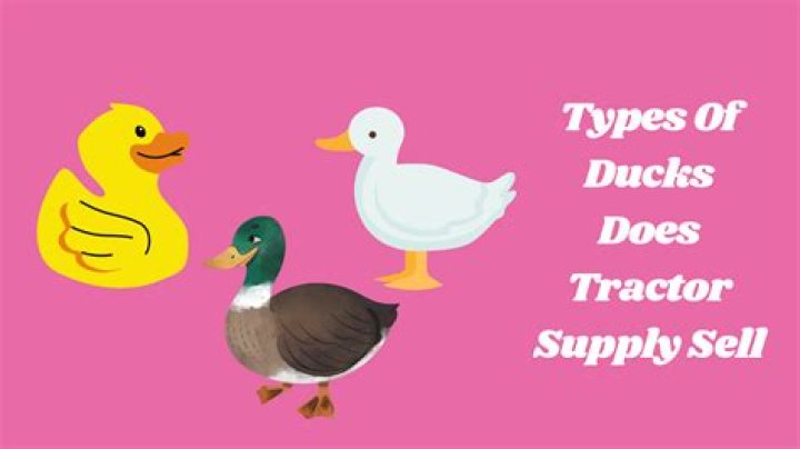 Does tractor supply sell cayuga ducks?