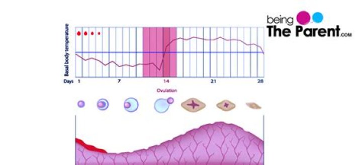 Does triphasic chart mean pregnancy?