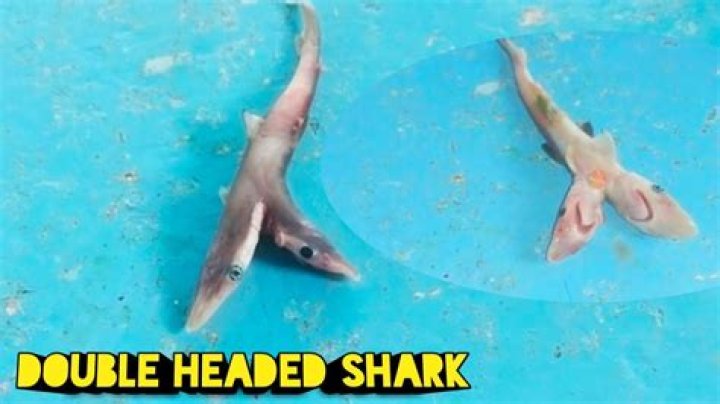 Does two headed sharks exist?