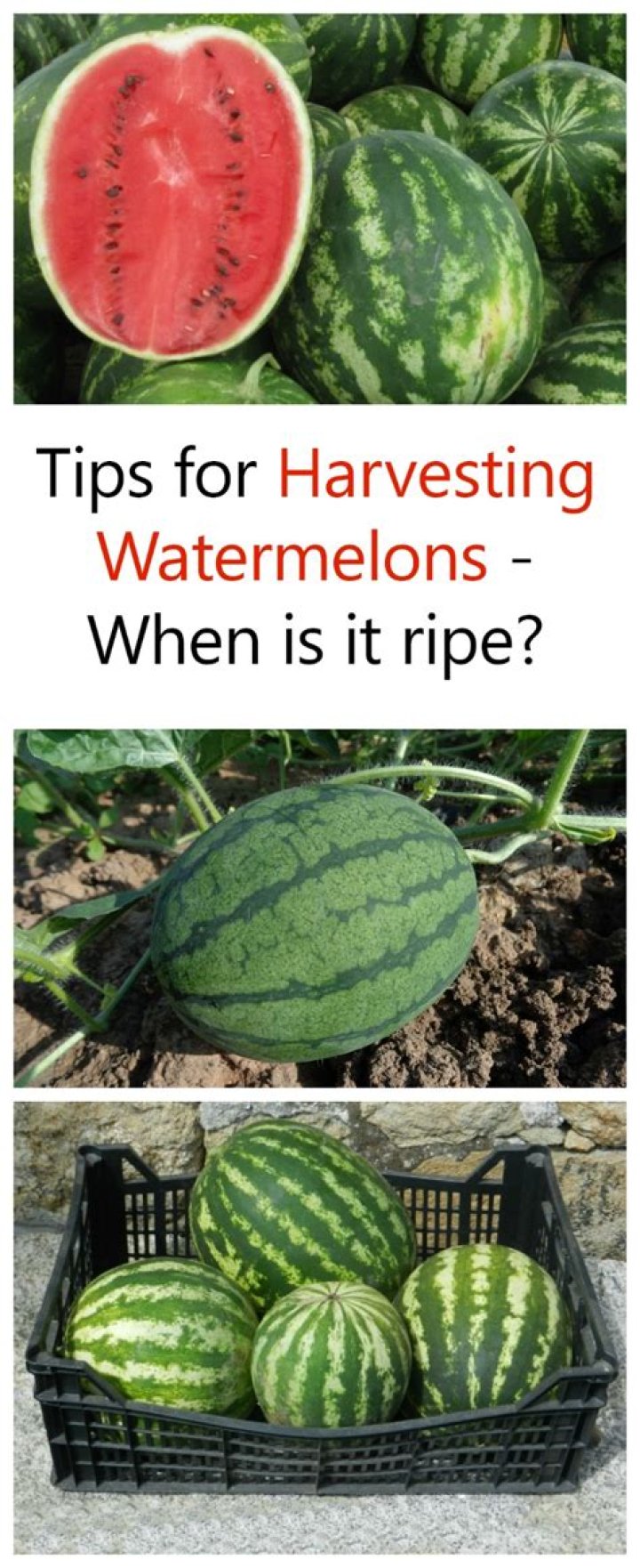 Does watermelon ripen off the vine?
