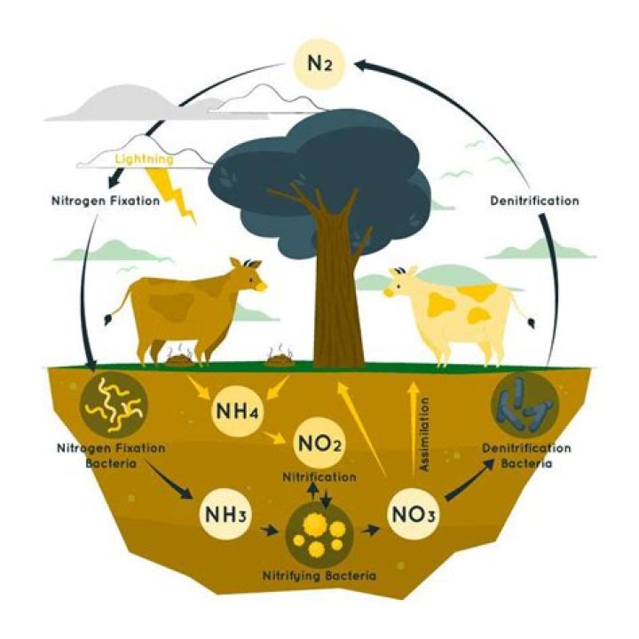 During biological nitrogen fixation the energy input is?