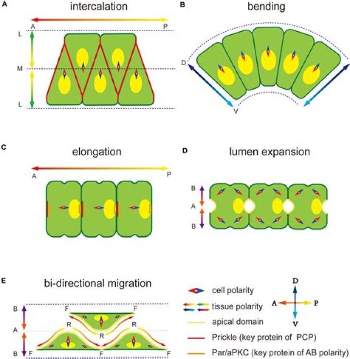 During cell migration cell polarity is essential for?