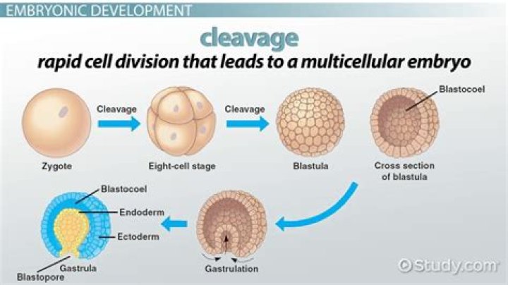 During cleavage the mass of cells?