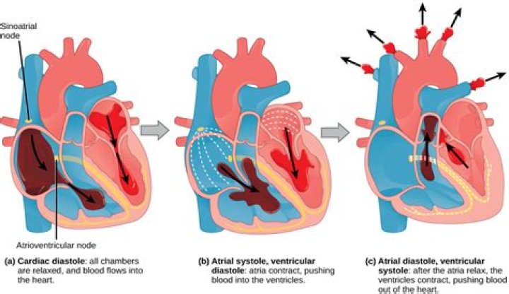 During diastole the heart chambers?