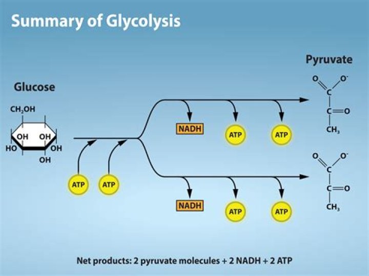 During glycolysis the number of atp molecules utilised?