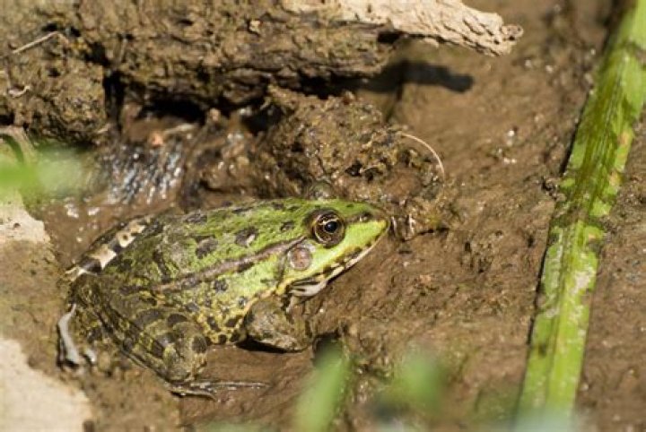 During hibernation frog shows?