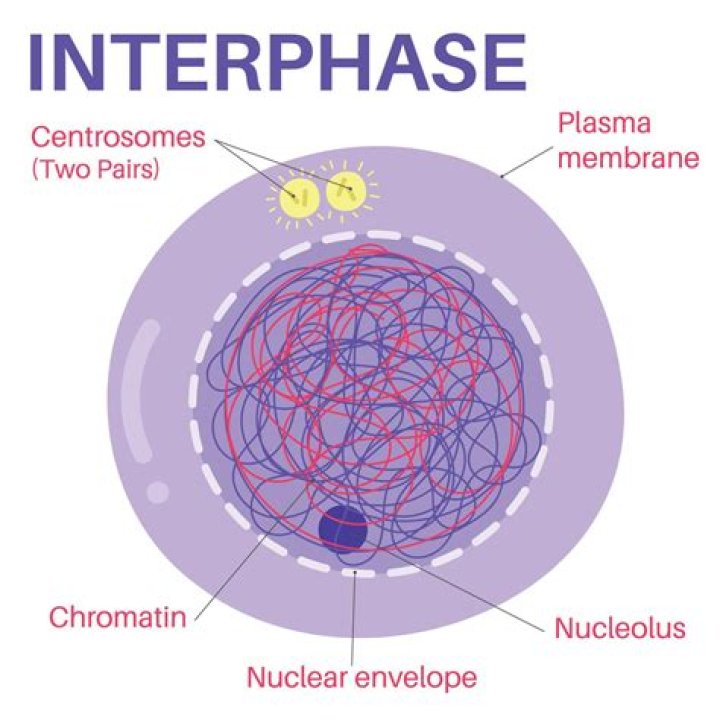 During interphase nucleoli are formed by?