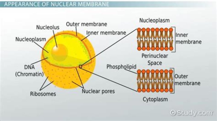 During mitosis the nuclear membrane reforms during?