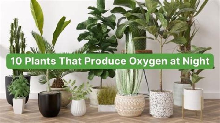 During night time plants absorb oxygen?