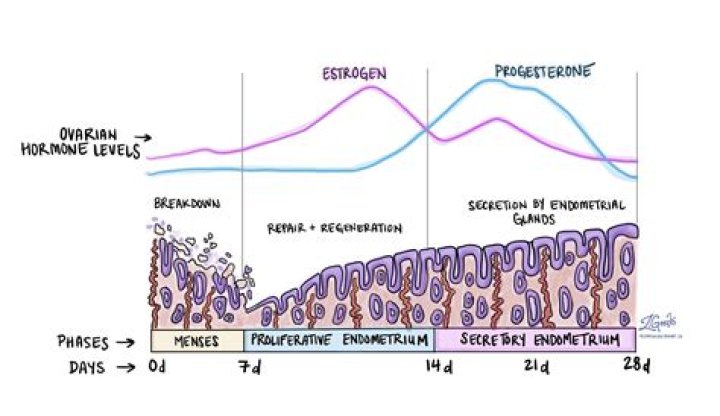 During proliferative phase uterine wall?