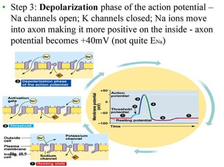 During repolarization what channels are open?