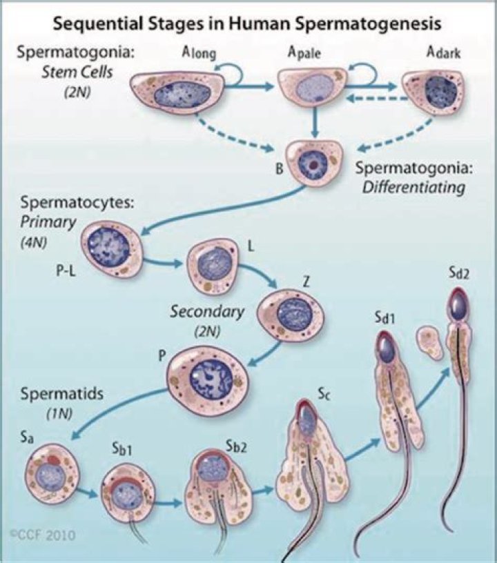 During spermatogenesis which cells are the first to be considered haploid?