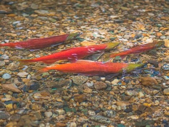 During the winter months what fish is extremely active?