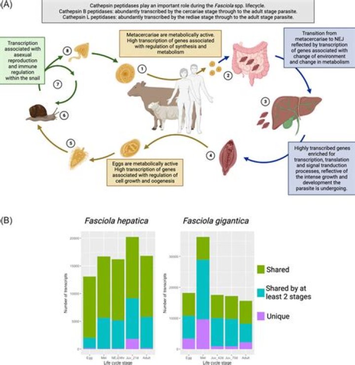For attachment fasciola has?