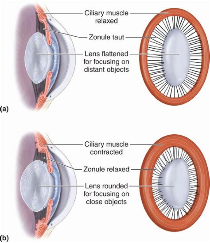 For distant vision the ciliary muscle is?