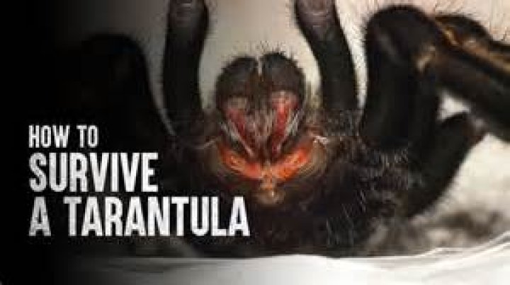 Has anyone been killed by a tarantula?