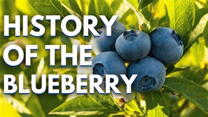 Has blueberries got iron?
