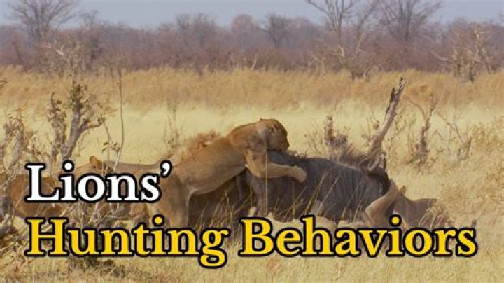 How a lion hunts?