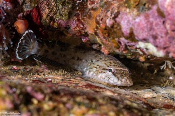 How big do northern clingfish get?