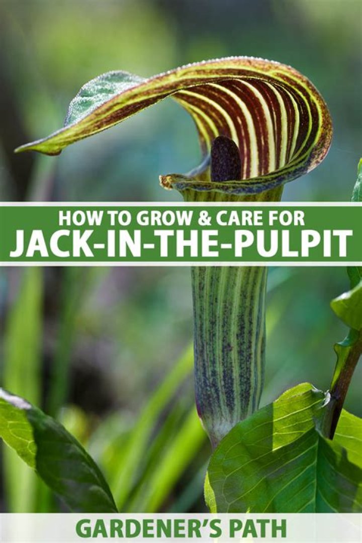 How deep to plant jack in the pulpit bulbs?