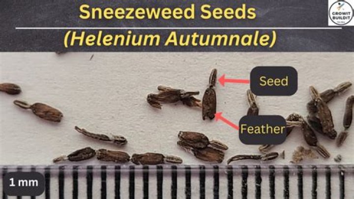 How do helenium spread?