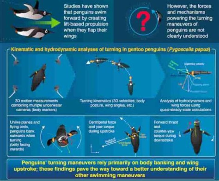 How do penguins swim?