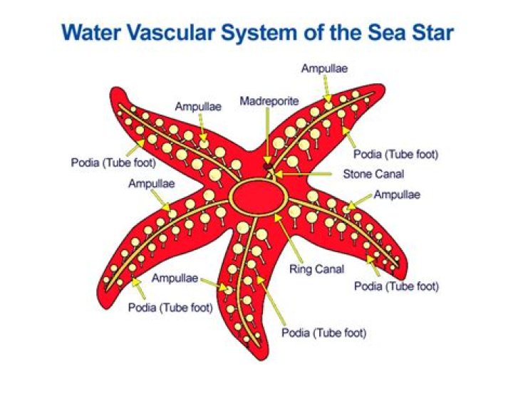 How do sea stars move?