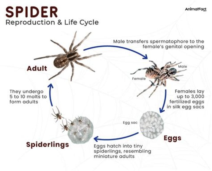 How do spiders reproduce pedipalps?